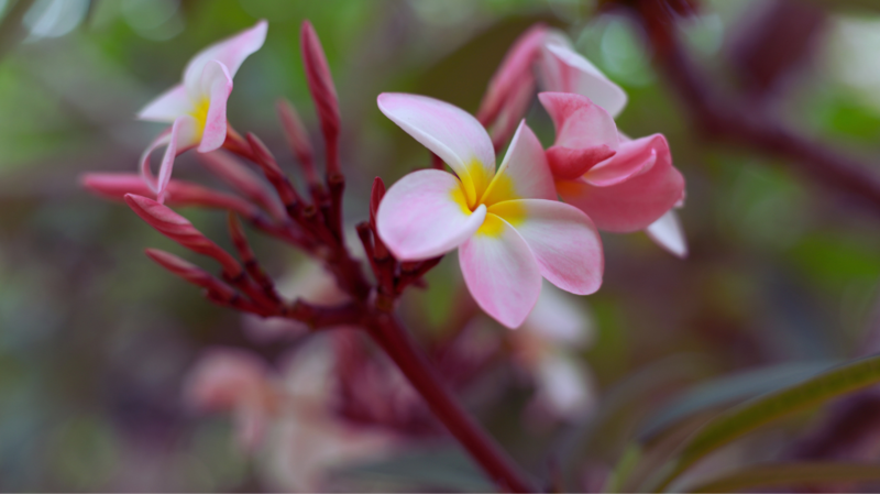 Botanical Garden